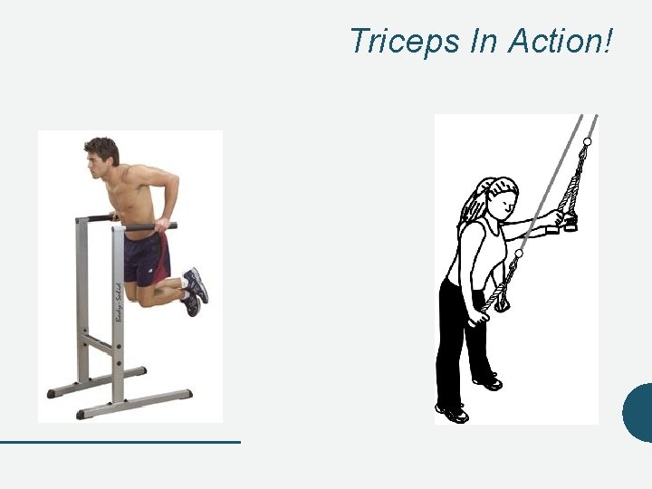 Triceps In Action! Triceps In Action!