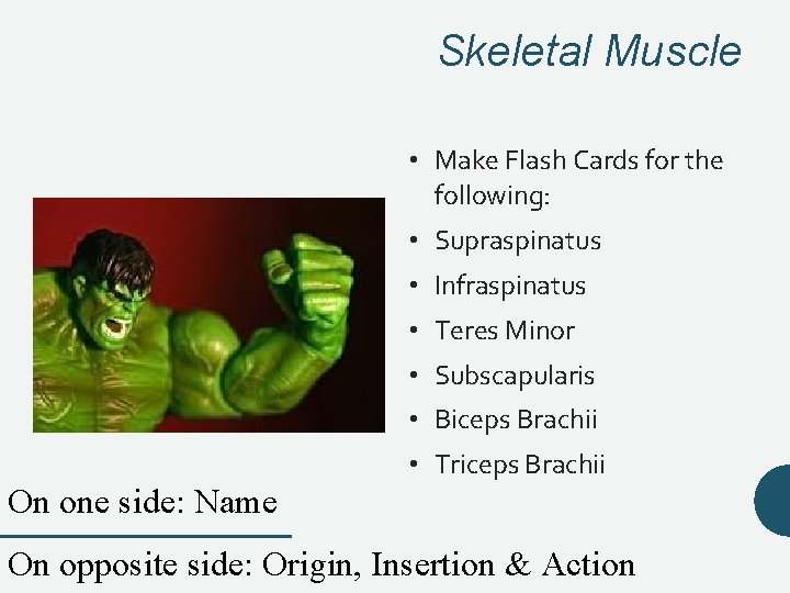 Skeletal Muscle • Make Flash Cards for the following: • Supraspinatus • Infraspinatus • Skeletal Muscle • Make Flash Cards for the following: • Supraspinatus • Infraspinatus •