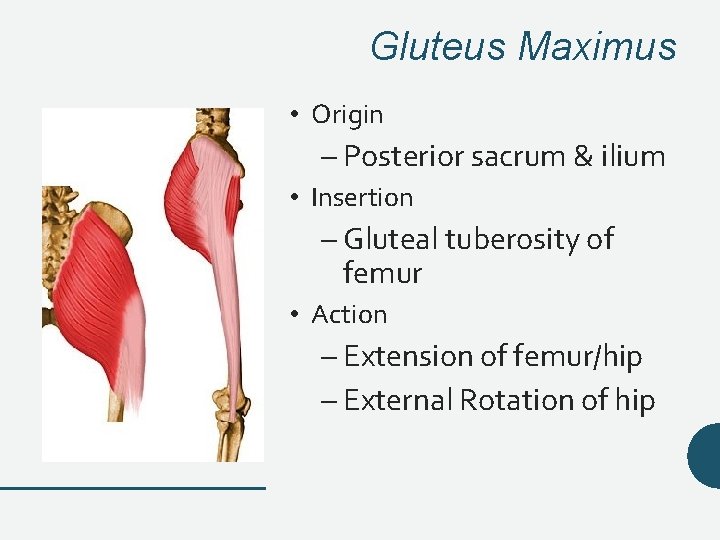 Gluteus Maximus • Origin – Posterior sacrum & ilium • Insertion – Gluteal tuberosity Gluteus Maximus • Origin – Posterior sacrum & ilium • Insertion – Gluteal tuberosity