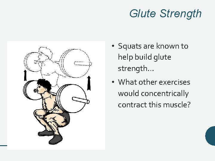 Glute Strength • Squats are known to help build glute strength… • What other Glute Strength • Squats are known to help build glute strength… • What other