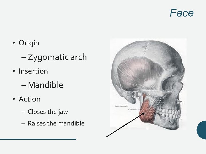 Face • Origin – Zygomatic arch • Insertion – Mandible • Action – Closes Face • Origin – Zygomatic arch • Insertion – Mandible • Action – Closes