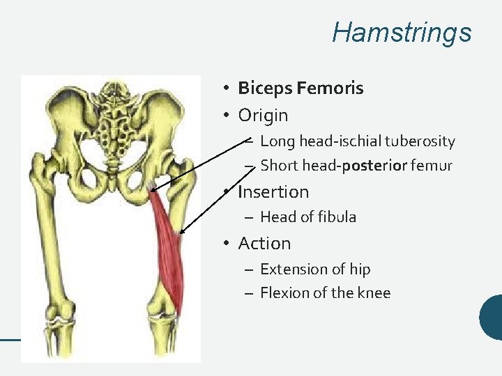 Hamstrings • Biceps Femoris • Origin – Long head-ischial tuberosity – Short head-posterior femur Hamstrings • Biceps Femoris • Origin – Long head-ischial tuberosity – Short head-posterior femur