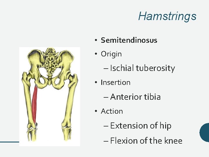 Hamstrings • Semitendinosus • Origin – Ischial tuberosity • Insertion – Anterior tibia • Hamstrings • Semitendinosus • Origin – Ischial tuberosity • Insertion – Anterior tibia •