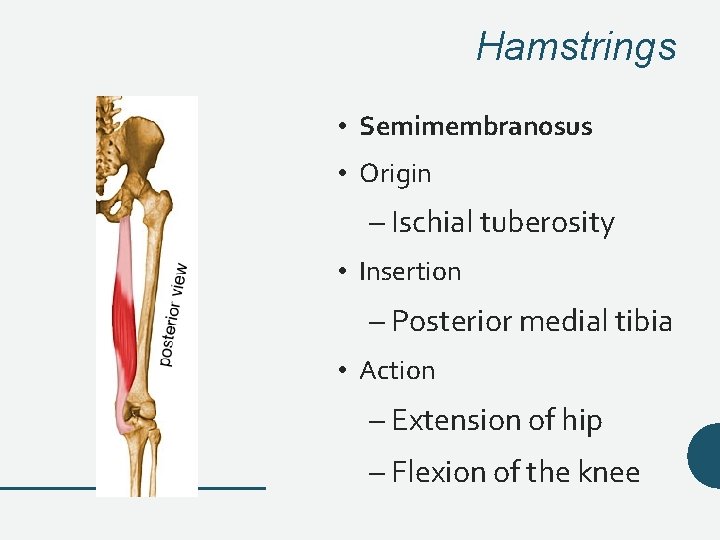Hamstrings • Semimembranosus • Origin – Ischial tuberosity • Insertion – Posterior medial tibia Hamstrings • Semimembranosus • Origin – Ischial tuberosity • Insertion – Posterior medial tibia