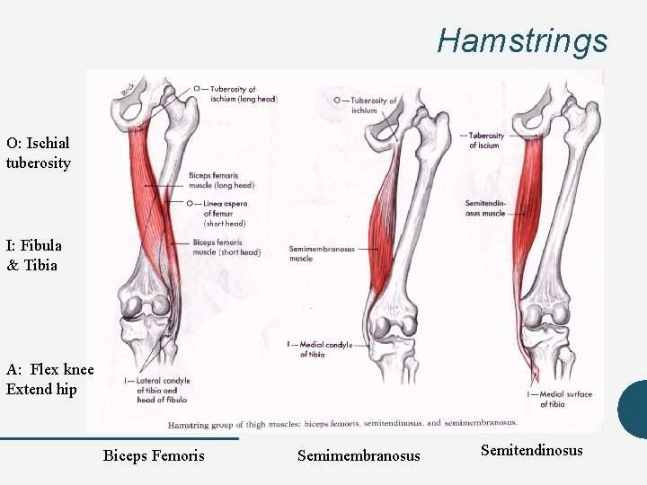 Hamstrings O: Ischial tuberosity I: Fibula & Tibia A: Flex knee Extend hip Biceps Hamstrings O: Ischial tuberosity I: Fibula & Tibia A: Flex knee Extend hip Biceps