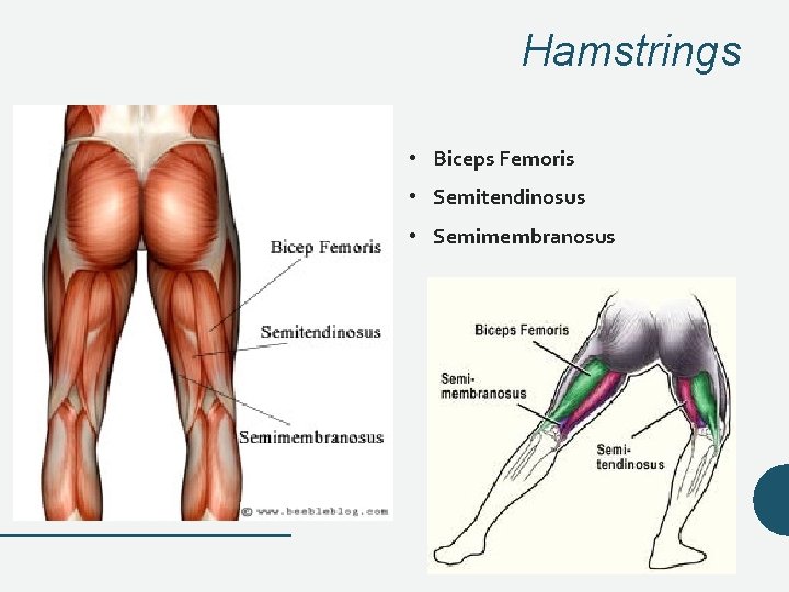 Hamstrings • Biceps Femoris • Semitendinosus • Semimembranosus Hamstrings • Biceps Femoris • Semitendinosus • Semimembranosus