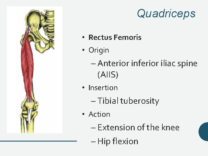 Quadriceps • Rectus Femoris • Origin – Anterior inferior iliac spine (AIIS) • Insertion Quadriceps • Rectus Femoris • Origin – Anterior inferior iliac spine (AIIS) • Insertion