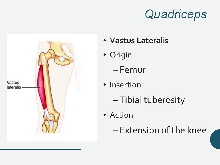 Quadriceps • Vastus Lateralis • Origin – Femur • Insertion – Tibial tuberosity • Quadriceps • Vastus Lateralis • Origin – Femur • Insertion – Tibial tuberosity •