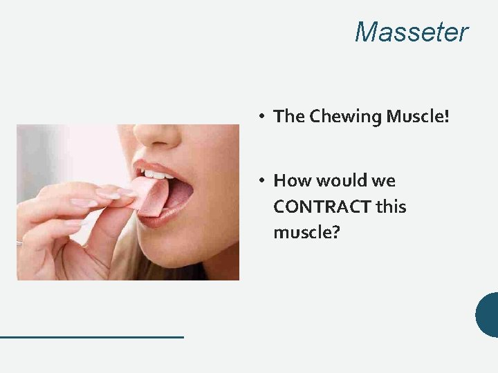 Masseter • The Chewing Muscle! • How would we CONTRACT this muscle? Masseter • The Chewing Muscle! • How would we CONTRACT this muscle?