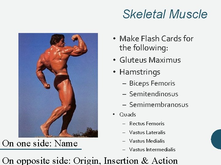 Skeletal Muscle • Make Flash Cards for the following: • Gluteus Maximus • Hamstrings Skeletal Muscle • Make Flash Cards for the following: • Gluteus Maximus • Hamstrings