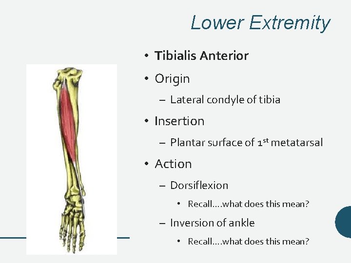 Lower Extremity • Tibialis Anterior • Origin – Lateral condyle of tibia • Insertion Lower Extremity • Tibialis Anterior • Origin – Lateral condyle of tibia • Insertion