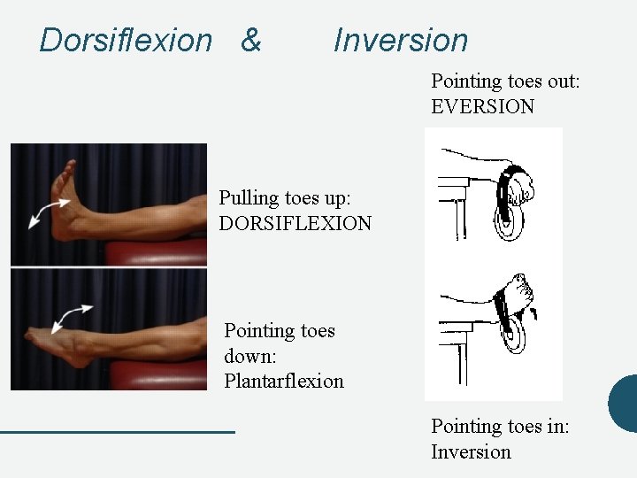Dorsiflexion & Inversion Pointing toes out: EVERSION Pulling toes up: DORSIFLEXION Pointing toes down: Dorsiflexion & Inversion Pointing toes out: EVERSION Pulling toes up: DORSIFLEXION Pointing toes down: