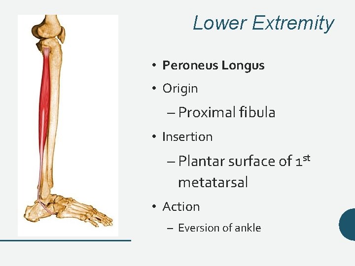 Lower Extremity • Peroneus Longus • Origin – Proximal fibula • Insertion – Plantar Lower Extremity • Peroneus Longus • Origin – Proximal fibula • Insertion – Plantar