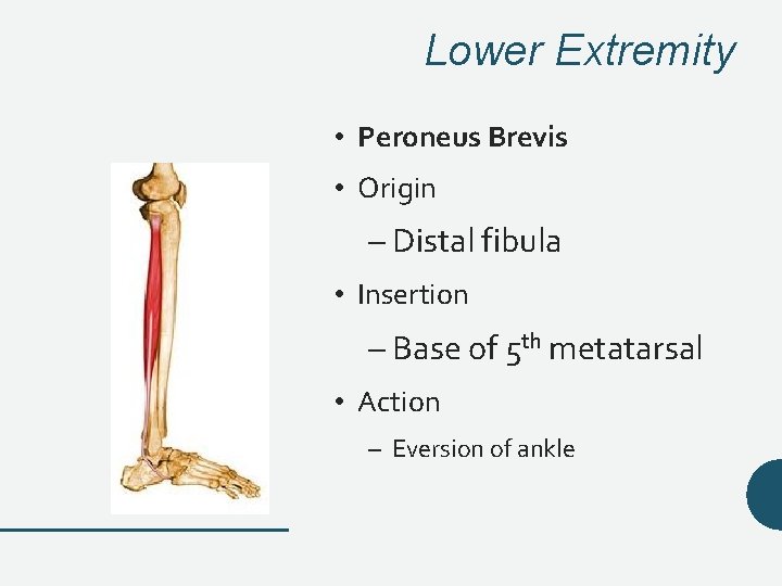 Lower Extremity • Peroneus Brevis • Origin – Distal fibula • Insertion – Base Lower Extremity • Peroneus Brevis • Origin – Distal fibula • Insertion – Base