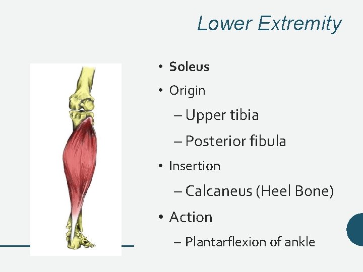 Lower Extremity • Soleus • Origin – Upper tibia – Posterior fibula • Insertion Lower Extremity • Soleus • Origin – Upper tibia – Posterior fibula • Insertion