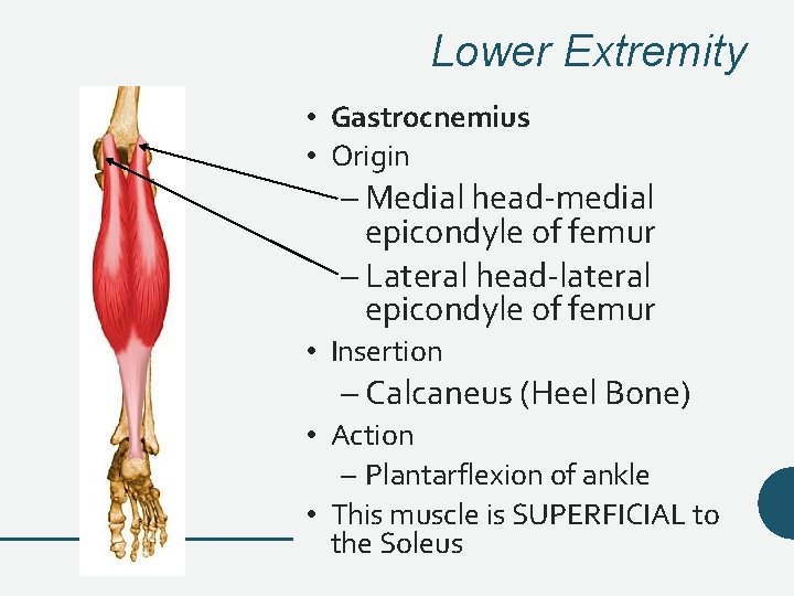 Lower Extremity • Gastrocnemius • Origin – Medial head-medial epicondyle of femur – Lateral Lower Extremity • Gastrocnemius • Origin – Medial head-medial epicondyle of femur – Lateral