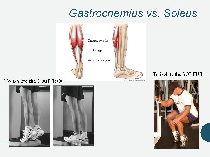 Gastrocnemius vs. Soleus To isolate the SOLEUS To isolate the GASTROC Gastrocnemius vs. Soleus To isolate the SOLEUS To isolate the GASTROC