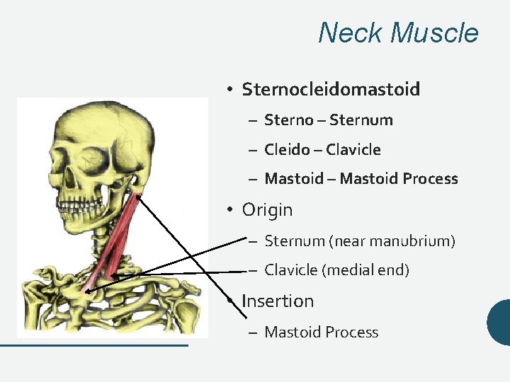 Neck Muscle • Sternocleidomastoid – Sterno – Sternum – Cleido – Clavicle – Mastoid Neck Muscle • Sternocleidomastoid – Sterno – Sternum – Cleido – Clavicle – Mastoid