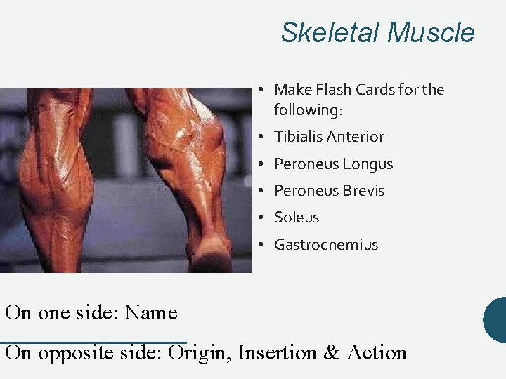 Skeletal Muscle • Make Flash Cards for the following: • Tibialis Anterior • Peroneus Skeletal Muscle • Make Flash Cards for the following: • Tibialis Anterior • Peroneus