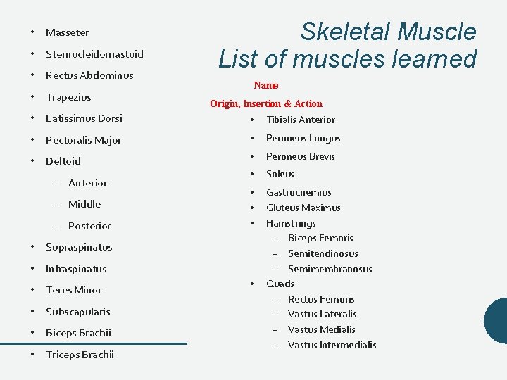 • Masseter • Sternocleidomastoid • Rectus Abdominus • Trapezius Skeletal Muscle List of • Masseter • Sternocleidomastoid • Rectus Abdominus • Trapezius Skeletal Muscle List of