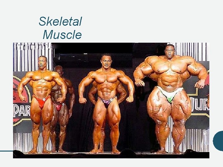 Skeletal Muscle Skeletal Muscle