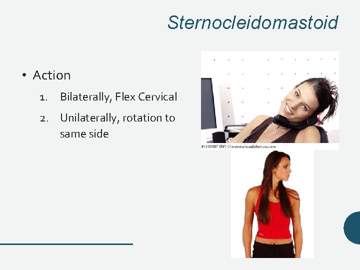 Sternocleidomastoid • Action 1. Bilaterally, Flex Cervical 2. Unilaterally, rotation to same side Sternocleidomastoid • Action 1. Bilaterally, Flex Cervical 2. Unilaterally, rotation to same side
