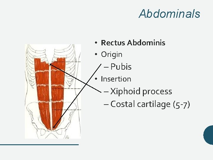 Abdominals • Rectus Abdominis • Origin – Pubis • Insertion – Xiphoid process – Abdominals • Rectus Abdominis • Origin – Pubis • Insertion – Xiphoid process –