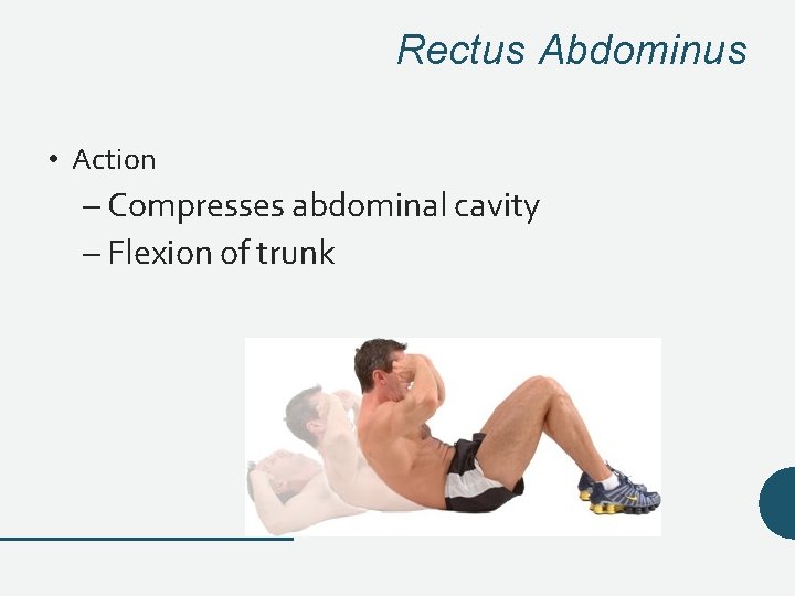 Rectus Abdominus • Action – Compresses abdominal cavity – Flexion of trunk Rectus Abdominus • Action – Compresses abdominal cavity – Flexion of trunk