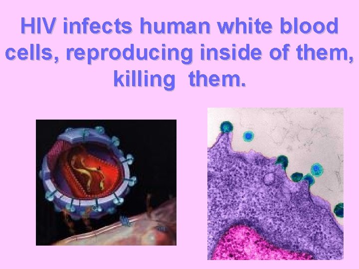HIV infects human white blood cells, reproducing inside of them, killing them. 