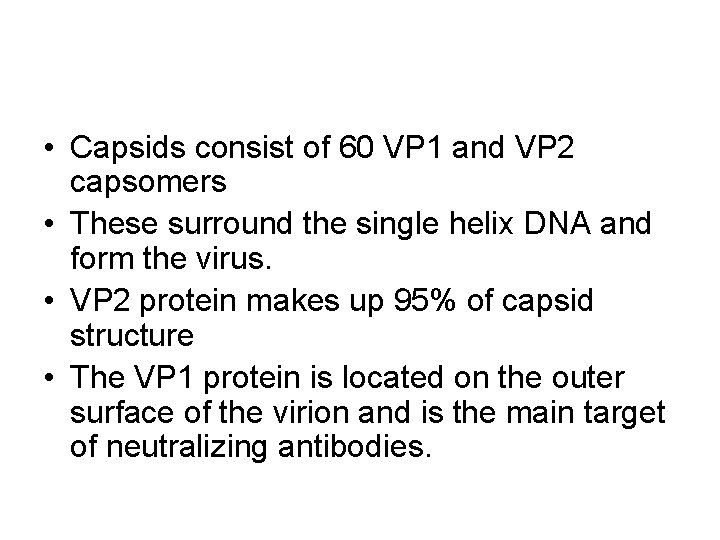  • Capsids consist of 60 VP 1 and VP 2 capsomers • These
