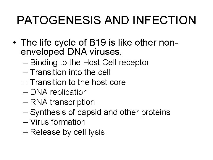 PATOGENESIS AND INFECTION • The life cycle of B 19 is like other nonenveloped