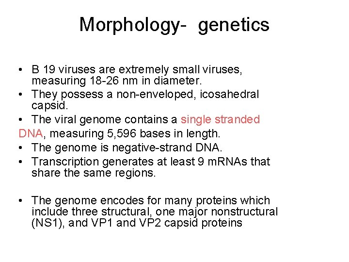 Morphology- genetics • B 19 viruses are extremely small viruses, measuring 18 -26 nm