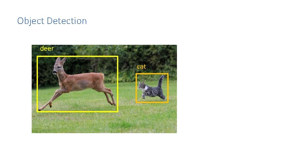Object Detection deer cat 