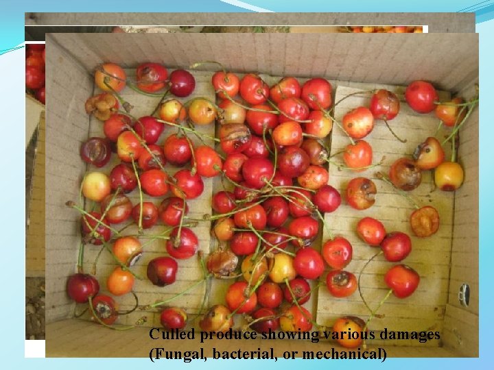 Fruit showing cracking Culled produce showing various damages (Fungal, bacterial, or mechanical) 