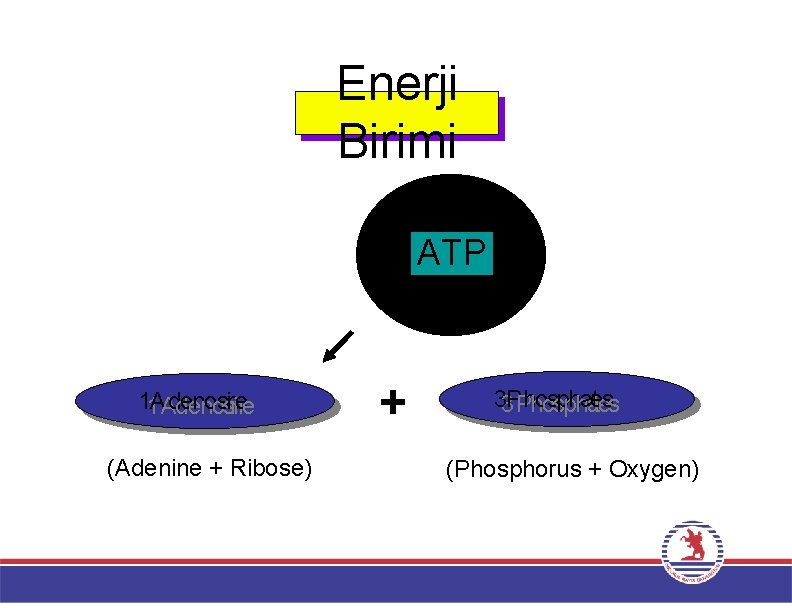 Enerji Birimi ATP 11 AAddeennoossn iniee (Adenine + Ribose) + 33 PPhhoosspphhaaettess (Phosphorus +