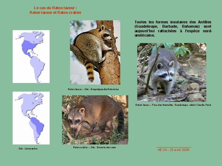 Le cas du Raton laveur : Raton laveur et Raton crabier Toutes les formes