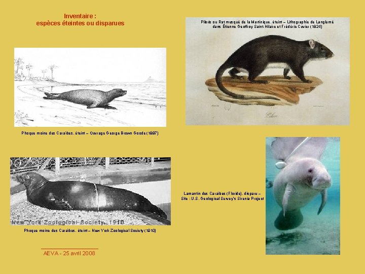 Inventaire : espèces éteintes ou disparues Piloris ou Rat musqué de la Martinique, éteint
