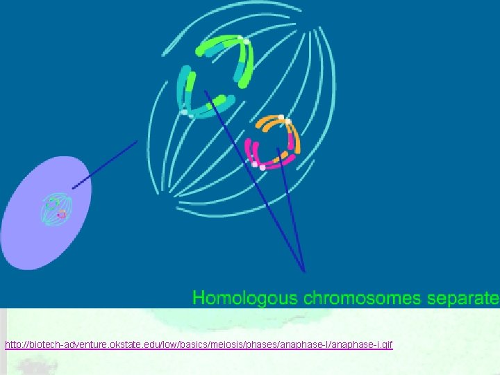 http: //biotech-adventure. okstate. edu/low/basics/meiosis/phases/anaphase-I/anaphase-i. gif 