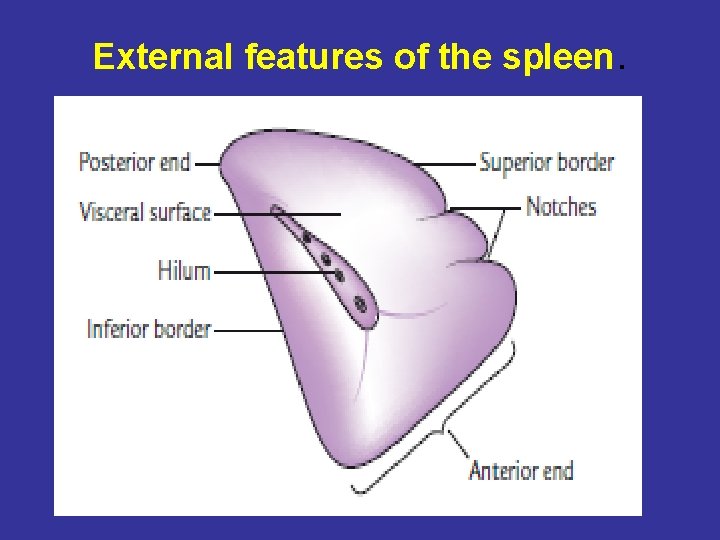 External features of the spleen. 