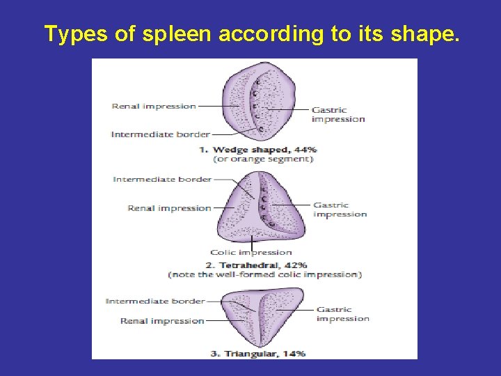 Types of spleen according to its shape. 