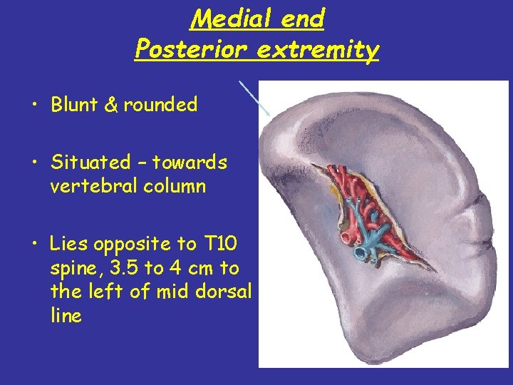 Medial end Posterior extremity • Blunt & rounded • Situated – towards vertebral column