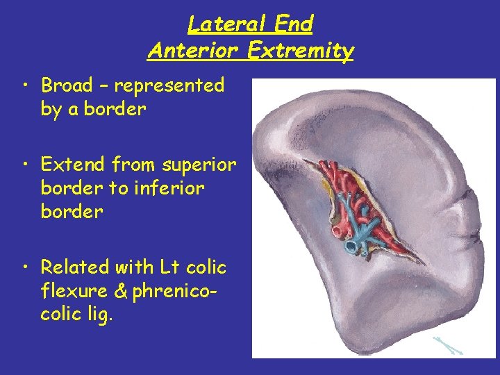 Lateral End Anterior Extremity • Broad – represented by a border • Extend from