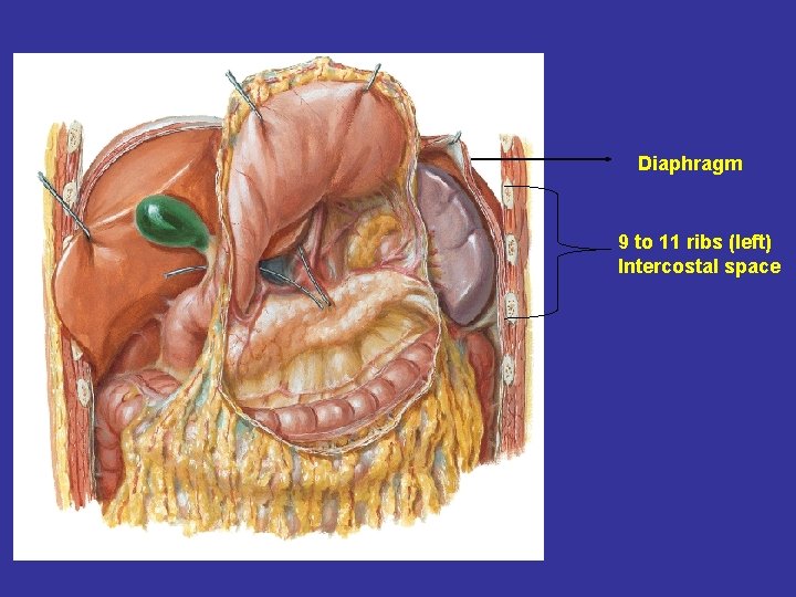 Diaphragm 9 to 11 ribs (left) Intercostal space 