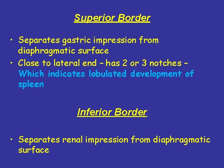 Superior Border • Separates gastric impression from diaphragmatic surface • Close to lateral end