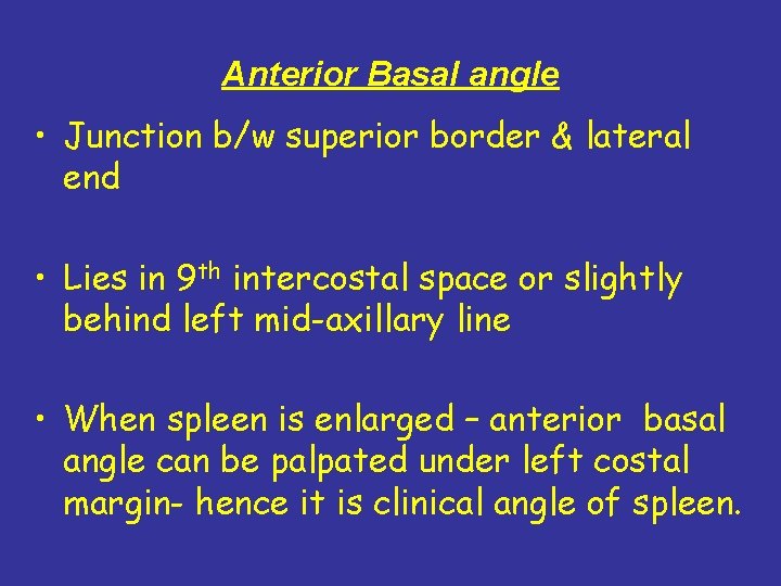 Anterior Basal angle • Junction b/w superior border & lateral end • Lies in