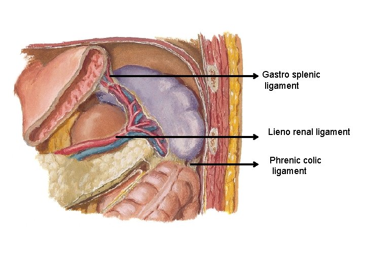 Gastro splenic ligament Lieno renal ligament Phrenic colic ligament 