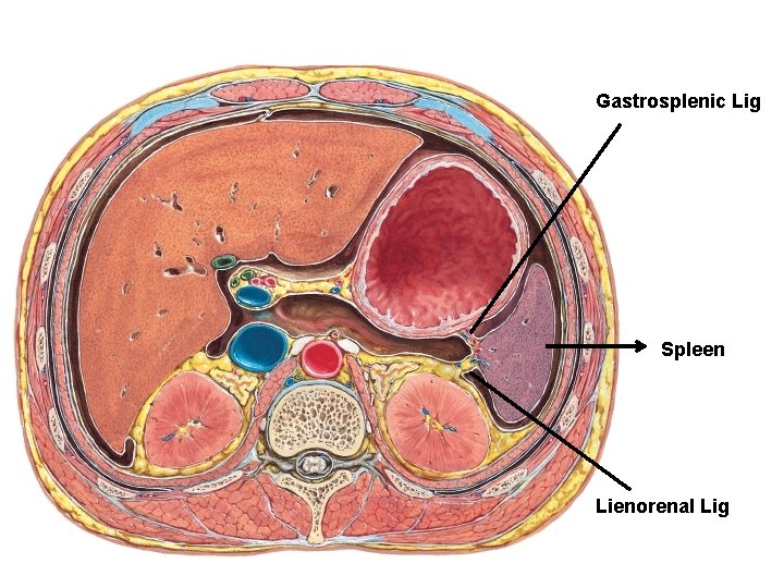 Gastrosplenic Lig Spleen Lienorenal Lig 