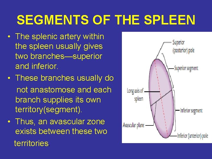 SEGMENTS OF THE SPLEEN • The splenic artery within the spleen usually gives two
