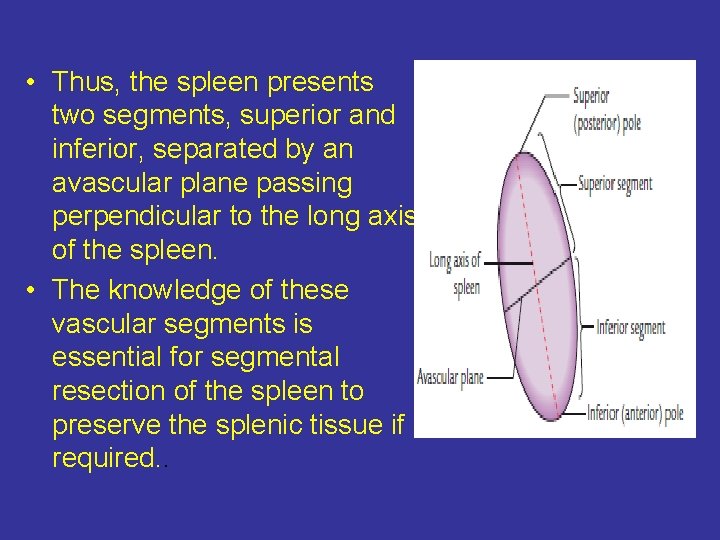  • Thus, the spleen presents two segments, superior and inferior, separated by an