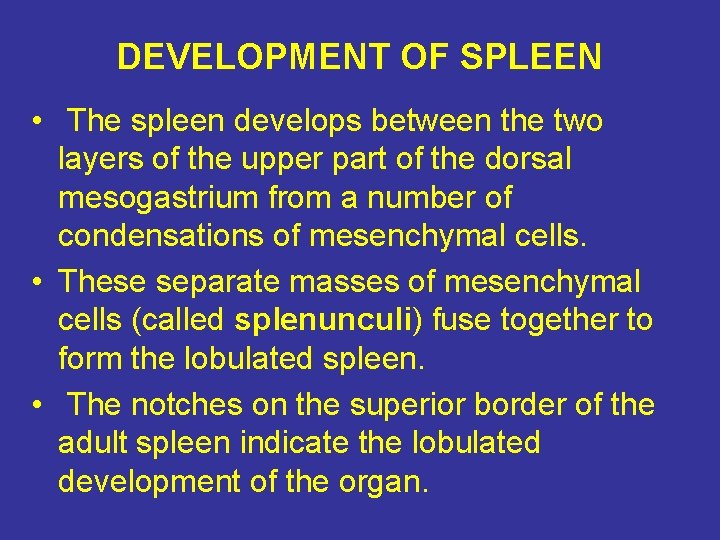 DEVELOPMENT OF SPLEEN • The spleen develops between the two layers of the upper